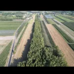 Sprzedam dwie działki w pakiecie, po 3000 m2 każda Piekut gm. Chynów - Działki na sprzedaż