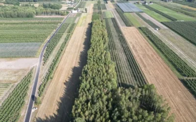 Sprzedam dwie działki w pakiecie, po 3000 m2 każda Piekut gm. Chynów - Działki na sprzedaż