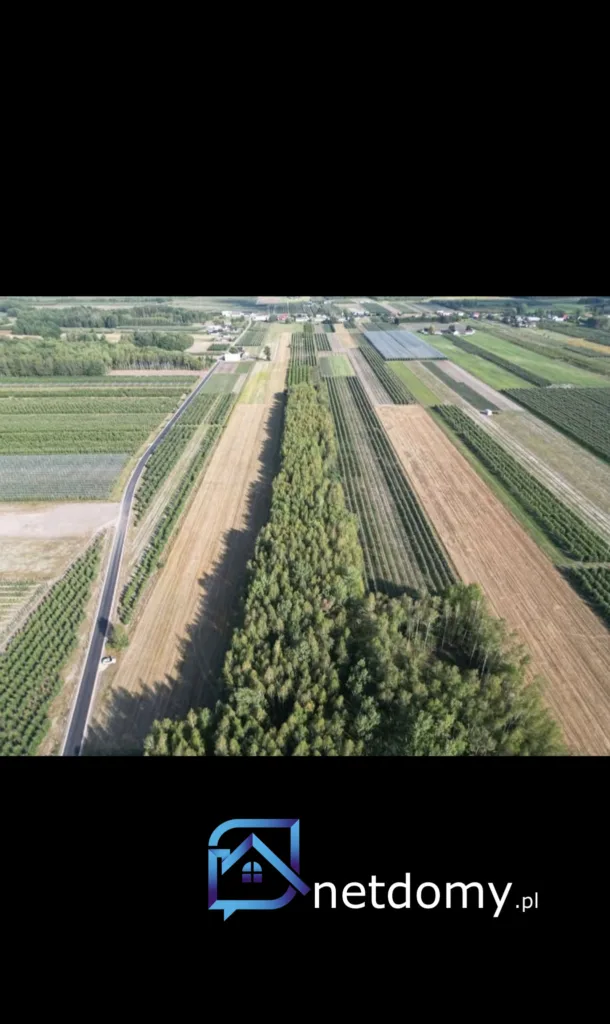 Sprzedam dwie działki w pakiecie, po 3000 m2 każda Piekut gm. Chynów - Działki na sprzedaż