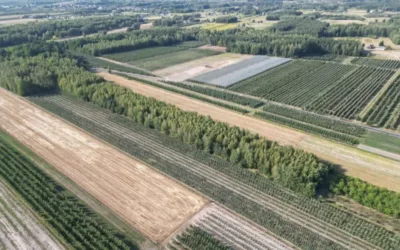 Sprzedam dwie działki w pakiecie, po 3000 m2 każda Piekut gm. Chynów – zdjęcie 2