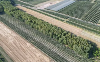 Sprzedam dwie działki w pakiecie, po 3000 m2 każda Piekut gm. Chynów – zdjęcie 3