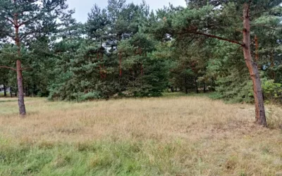 Działka rolna w Warunkami Zabudowy Świbinki – zdjęcie 5